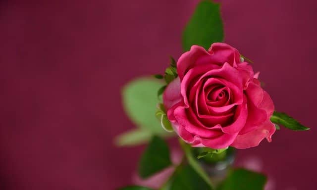اجمل الورود الحمراء الرومانسية