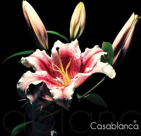 Casablanca flowers