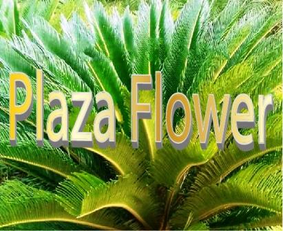 Plaza Flower