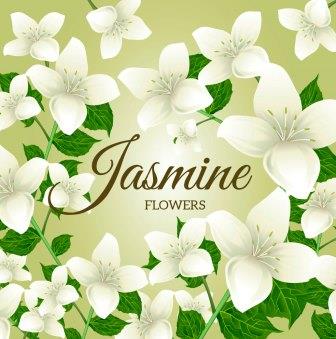 Jasmin flowers