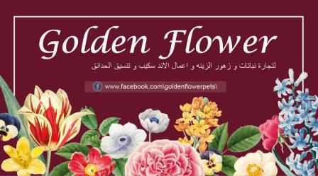 Golden Flower 2